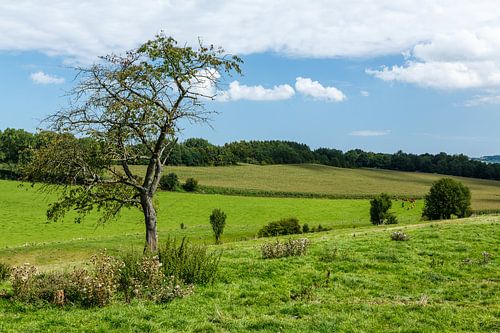 Gulpdal at Billinghuizen