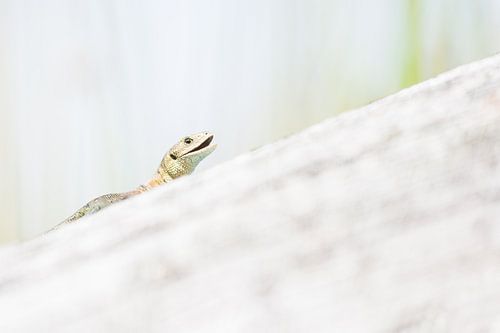 De levendbarende hagedis