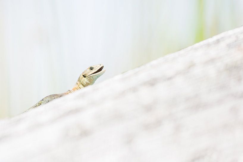 Die lebendgebärende Eidechse von Danny Slijfer Natuurfotografie