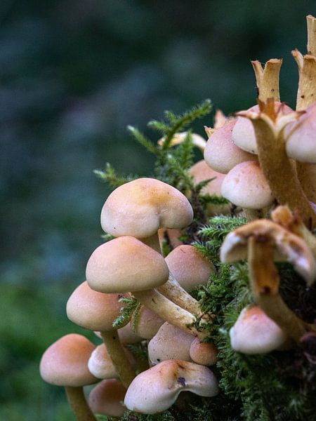 Herfst -  paddestoelen van Studio Aspects