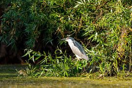 Ein Nachtreiher in den Sümpfen des Donaudeltas von Roland Brack
