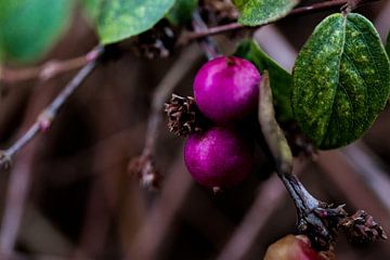 Pink berries van Gilles Hermans