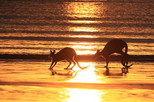 kangoeroe op strand bij zonsopgang, mackay, noord queenland, australië