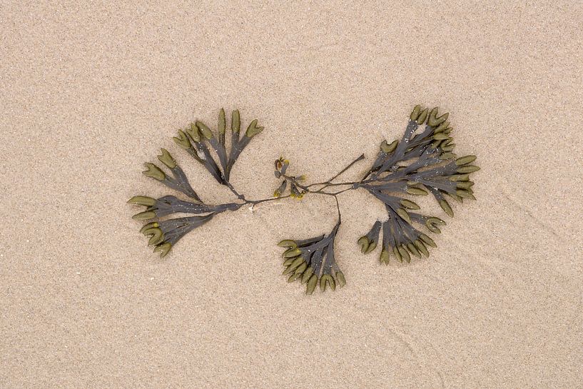 Blaaswier aangespoeld op het strand 3 van Rob Liefveld