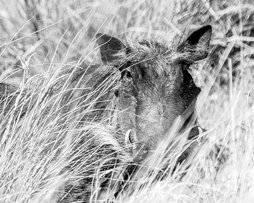 Wrattenzwijn in het hoge gras in zwart wit | Afrika Natuurfotografie Wildlife