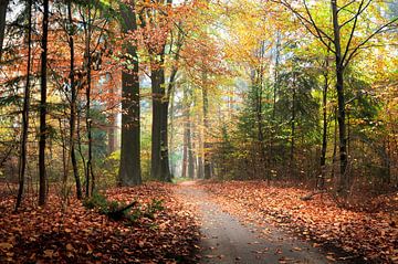 Kandisfarbener Wald von Corinne Welp