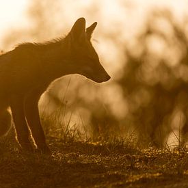 Jeune renard au coucher du soleil sur Andius Teijgeler