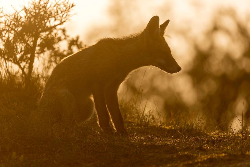 Young Fox at sunset by Andius Teijgeler