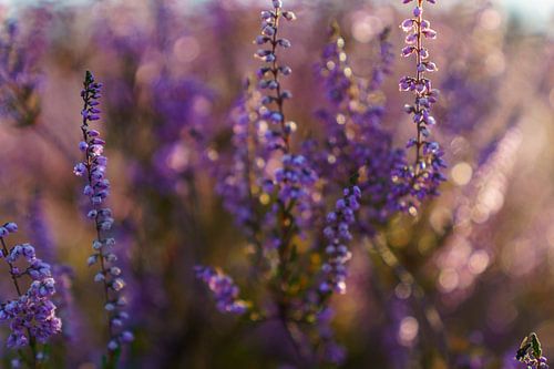 Violettes Heidekraut