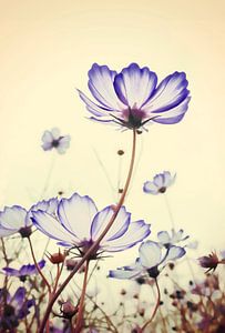 TENDER SOFT BLOSSOMS