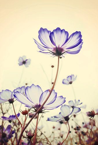 TEDERE ZACHTE BLOESEMS