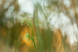 Petite phalène orange sur une corydale sur Moetwil en van Dijk - Fotografie landschappen - natuur
