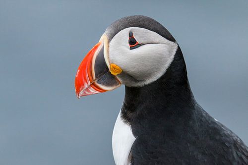 Papegaaiduiker (Puffin)
