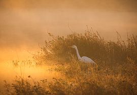 héron dans la brume