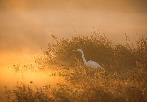reiger in de mist