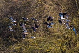 Een zwerm Kievits in vlucht. van Brian Morgan
