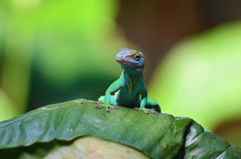 Marmeranolis een goed gecamoufleerde hagedissensoort