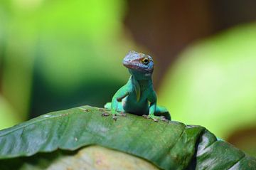 Marmeranolis een goed gecamoufleerde hagedissensoort von Vicky  Janssen