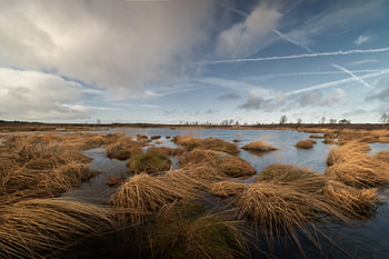 Hohes Venn