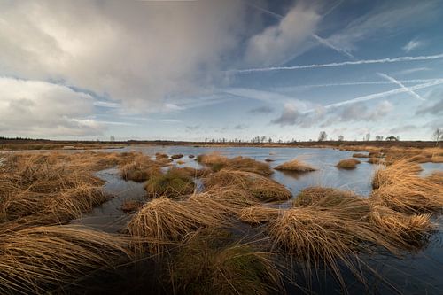 Hohes Venn