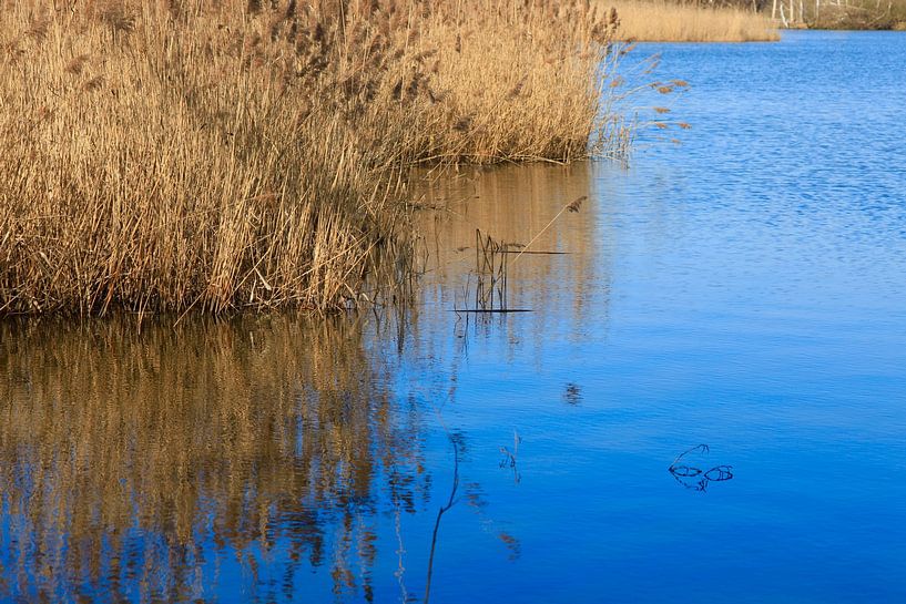 Reed by Thomas Jäger