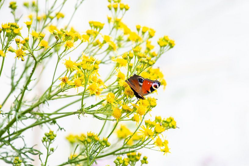 Day Peacock snacking on the nectar by Annemarie Goudswaard