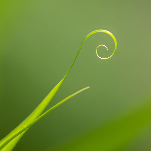 Gelockt von Evelyne Renske