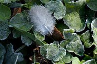 You' ve lost a feather