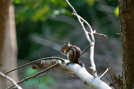 The Siberian Squirrel by Merijn Loch