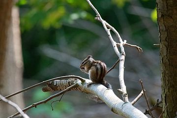 Das sibirische Eichhörnchen von Merijn Loch