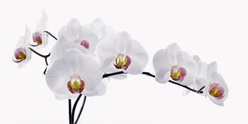 Orchid by Violetta Honkisz
