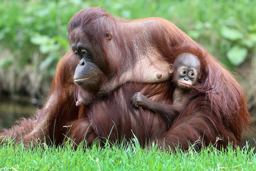 Orang Oetans von Edwin Butter