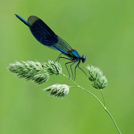 Wie anmutig ist eine Wiesenlibelle von Natuurpracht   Kees Doornenbal
