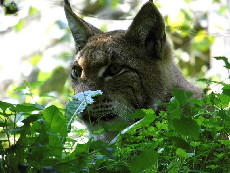&quot;lynx in the bush&quot; par Pascal Engelbarts