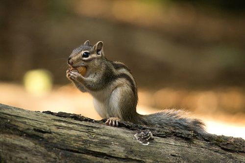 Siberian ground squirrel with acorn