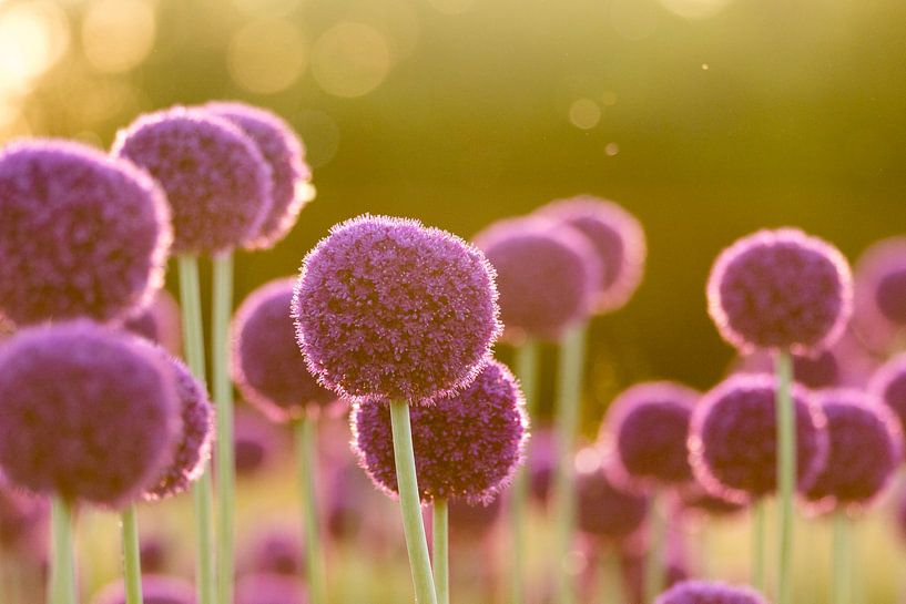Allium/onions by hansnatuurfotografie