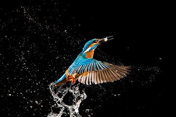 Kingfisher photographed in the Throw by Jeroen Stel