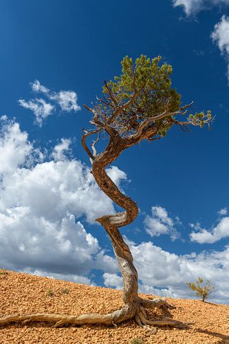 De Eenzaamheid van Overleven: Een Boom in Red Canyon I