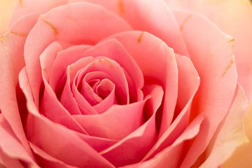 Een roze roos. van Jeanet Francke
