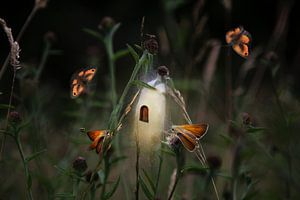 Papillons sur Christina Groth-Biswas