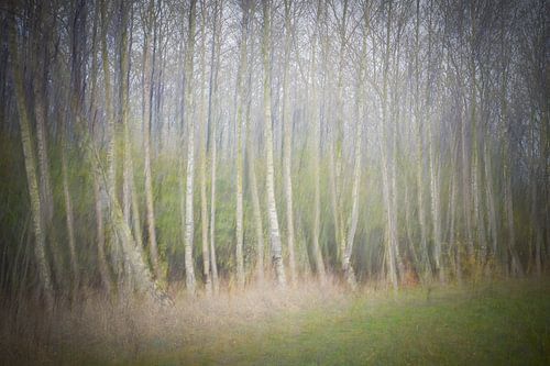 Pastel berkenbomen