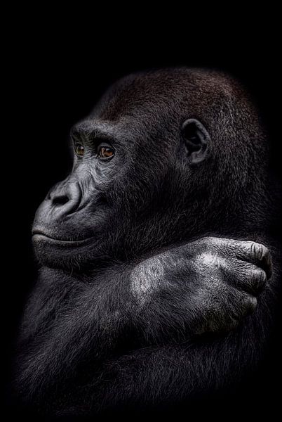 De jonge gorilla man van Ron Meijer Photo-Art