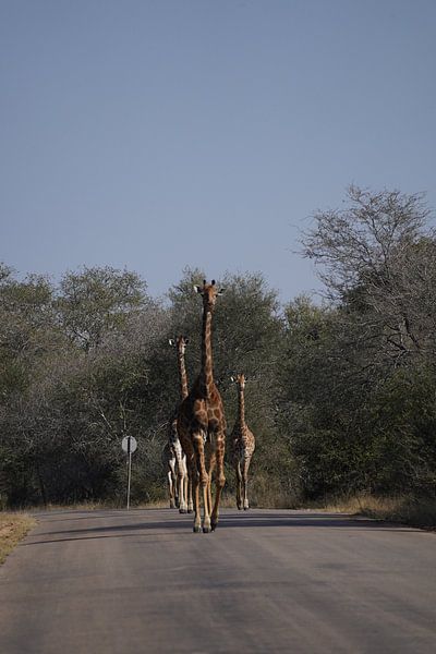 Girafe dans le parc Kruger, Afrique du Sud par Joost Jongeneel