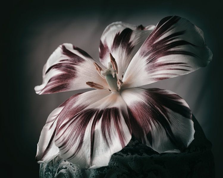 Tulp van Saskia Schotanus