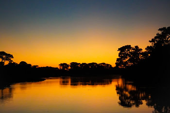 silhouette de la jungle