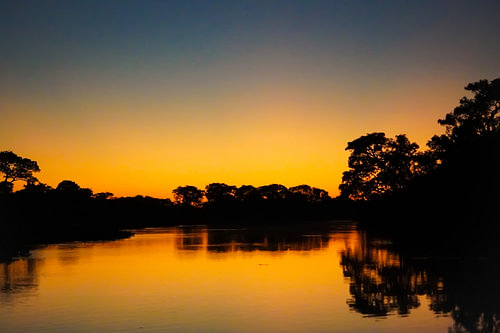 silhouette of the jungle