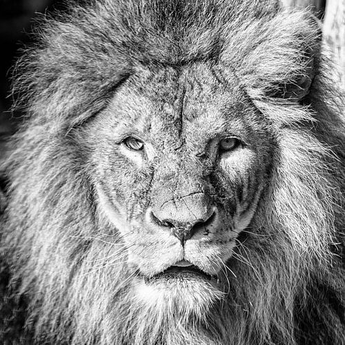 Tiere Löwen
