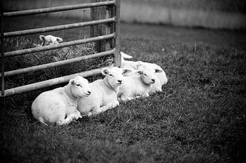 groepje lammetjes