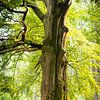 Un vieil arbre magnifique dans la forêt sur Michel Geluk