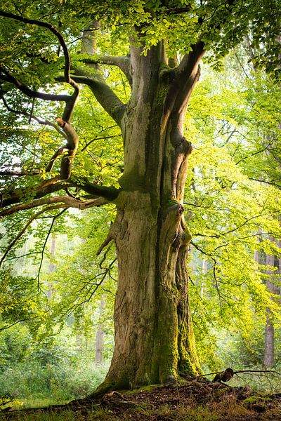 Een mooie oude boom in het bos van Michel Geluk
